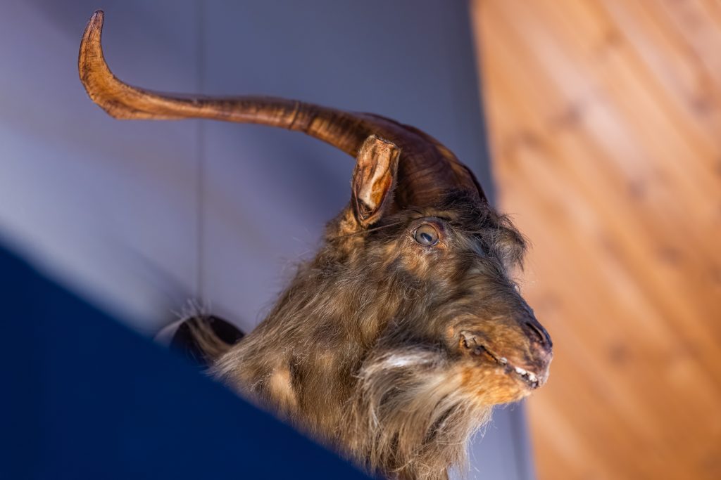 0044WILHELMINATOREN-BOKKERIJDER-MEI-2025byIMAGEYES.com-hi-res